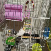 عروس هلندی های مولد با قفس و لوازم کامل