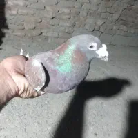 بورمگس جانسون
