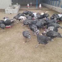 بوقلمو جوان و تخم گذار