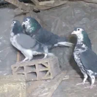 کبوتر سینه ساده کرمانی|پرنده|مشهد, کوی المهدی|دیوار