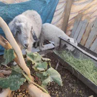 بز و یک کهره رگایی بز دوباره ابستن