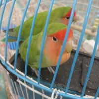 دو عدد طوطی برزیلی