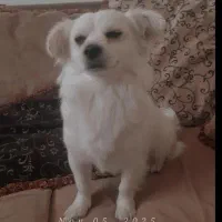 سگ‌پامرین اشپیتز