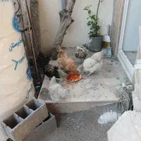 فروش خروس گلین