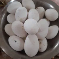 تخم غاز نطفه دار|حیوانات مزرعه|اردبیل, |دیوار