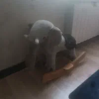 راکر فیل و گوزن