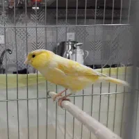 قناری ماده آماده