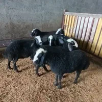 بره ماده های جنس اصیل