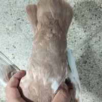 سینه زرد نر بندی|پرنده|شیراز, شیخ علی چوپان|دیوار