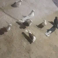 کبوتر