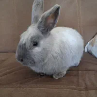 خرگوش (نر و بالغ)|موش و خرگوش|هشتگرد, گلسار|دیوار