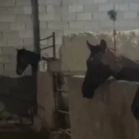 پانسیون اسب