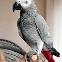 کاسکو