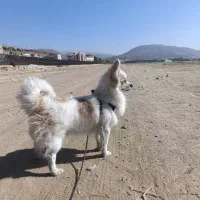 سگ پامر نژادار|سگ|یاسوج, |دیوار