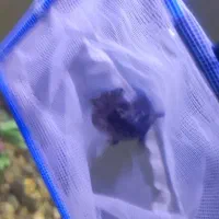 یک کت چوبی|ماهی|پاکدشت, پاکدشت (مامازند)|دیوار