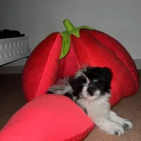 هاپو عروسکی