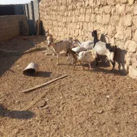 بز کولار گیسه صلاله