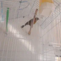 فروش قناری|پرنده|شیراز, شهرک والفجر|دیوار