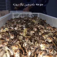 انواع جوجه طیور|حیوانات مزرعه|اصفهان, دنارت|دیوار