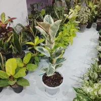 فروش گلها ودسته گل برای روز مادر با قیمت مناسب