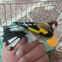 سهره نر آس|پرنده|اصفهان, مهدی آباد|دیوار