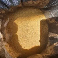 بذر یونجه