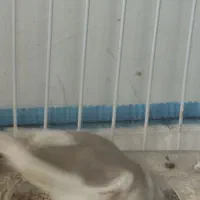 فنچ ماده|پرنده|کوار, |دیوار