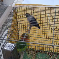 طوطی برزیلی|پرنده|اصفهان, جلالیه|دیوار