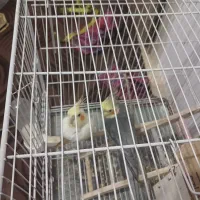 جفت عروس هلندی