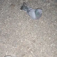 اصفهانی شگار