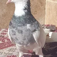 کبوتر ماده الماسی گم شده