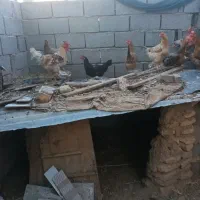 خروس محلی جوان