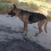 سگ ژرمن
