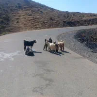 ۶عدد بیگ چاق