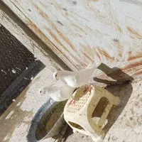 کفتر. نوک قنار