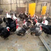 بوقلمون|حیوانات مزرعه|کرمانشاه, |دیوار