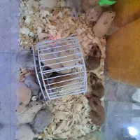 همستر.خوکچه.خرگوش.رت ویستار.موش سوری Aco pet