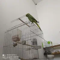 طوطی ملنگو دستی سخنگو|پرنده|بیرجند, |دیوار