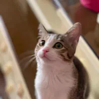 موکا دختر بغلی مهربون