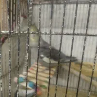 جوجه عروس دونخور4عدد دستی