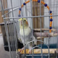 عروس هلندی سخنگو