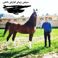 فروش دو سیلمی زیبای کیارش و طلاوش بانشی