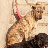 توله ماده خراسانی