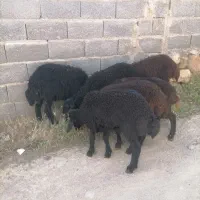 بره ماده