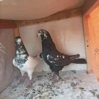 کبوتر|پرنده|خاوران, |دیوار