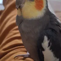 عروس هلندی سینامون نر