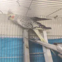 جفت عروس هلندی|پرنده|صوفیان, |دیوار