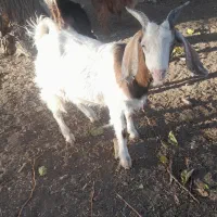 فروشی|حیوانات مزرعه|قزوین, |دیوار