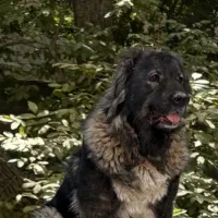 سگ قفقازی|سگ|کوهسار (البرز), |دیوار