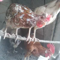 مرغ خروس
